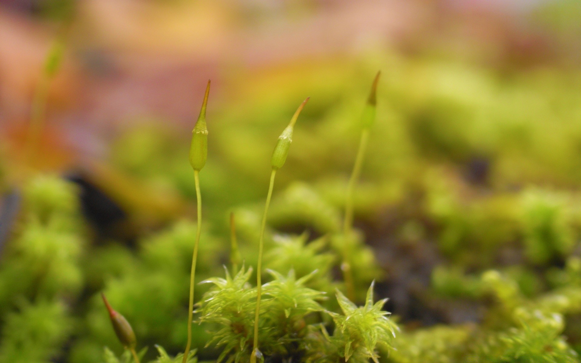 makro natur blatt wachstum flora gras im freien sommer garten wenig moos erde gutes wetter schließen medium hell holz wild jahreszeit des ländlichen