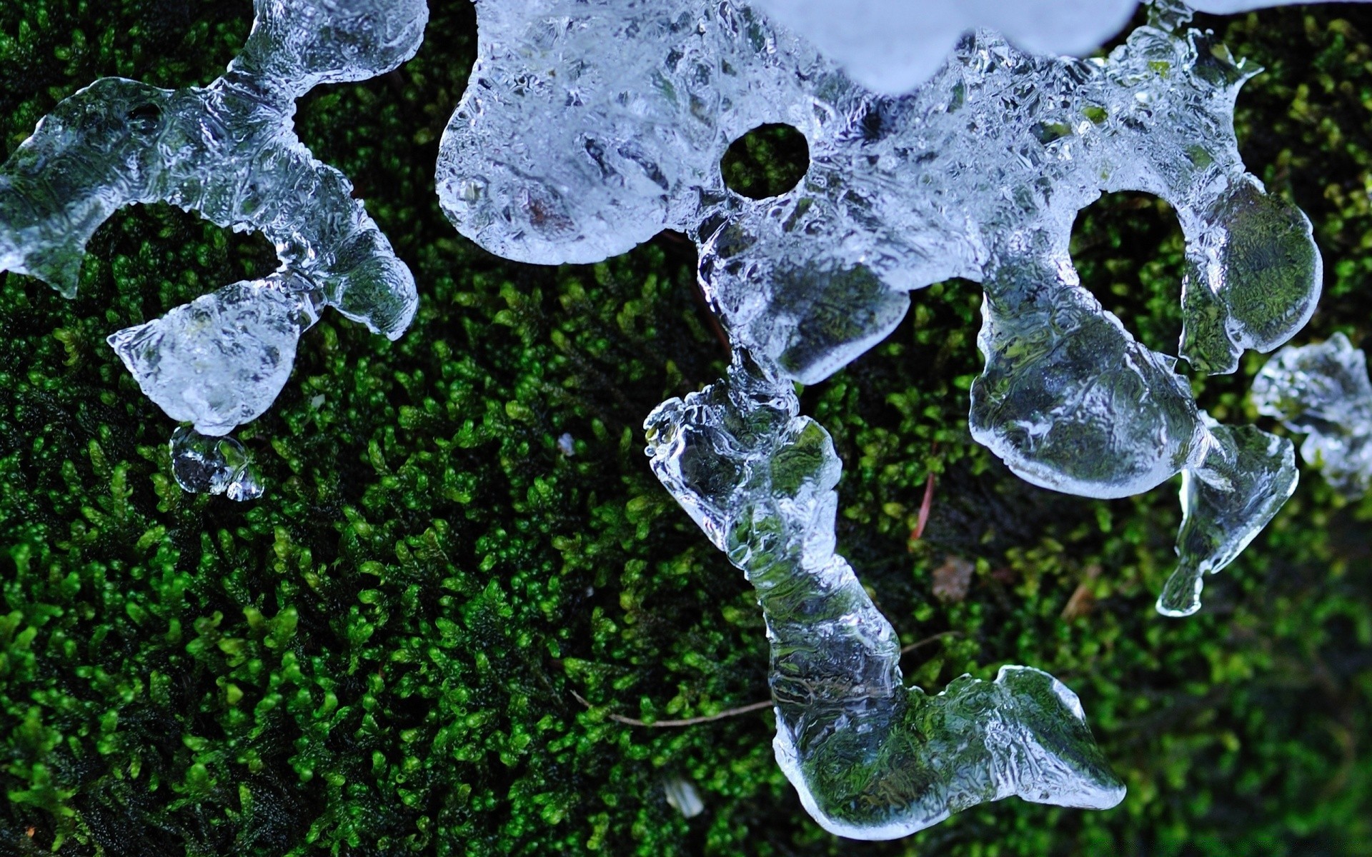 makro fotoğrafçılığı doku doğa masaüstü yaprak taş