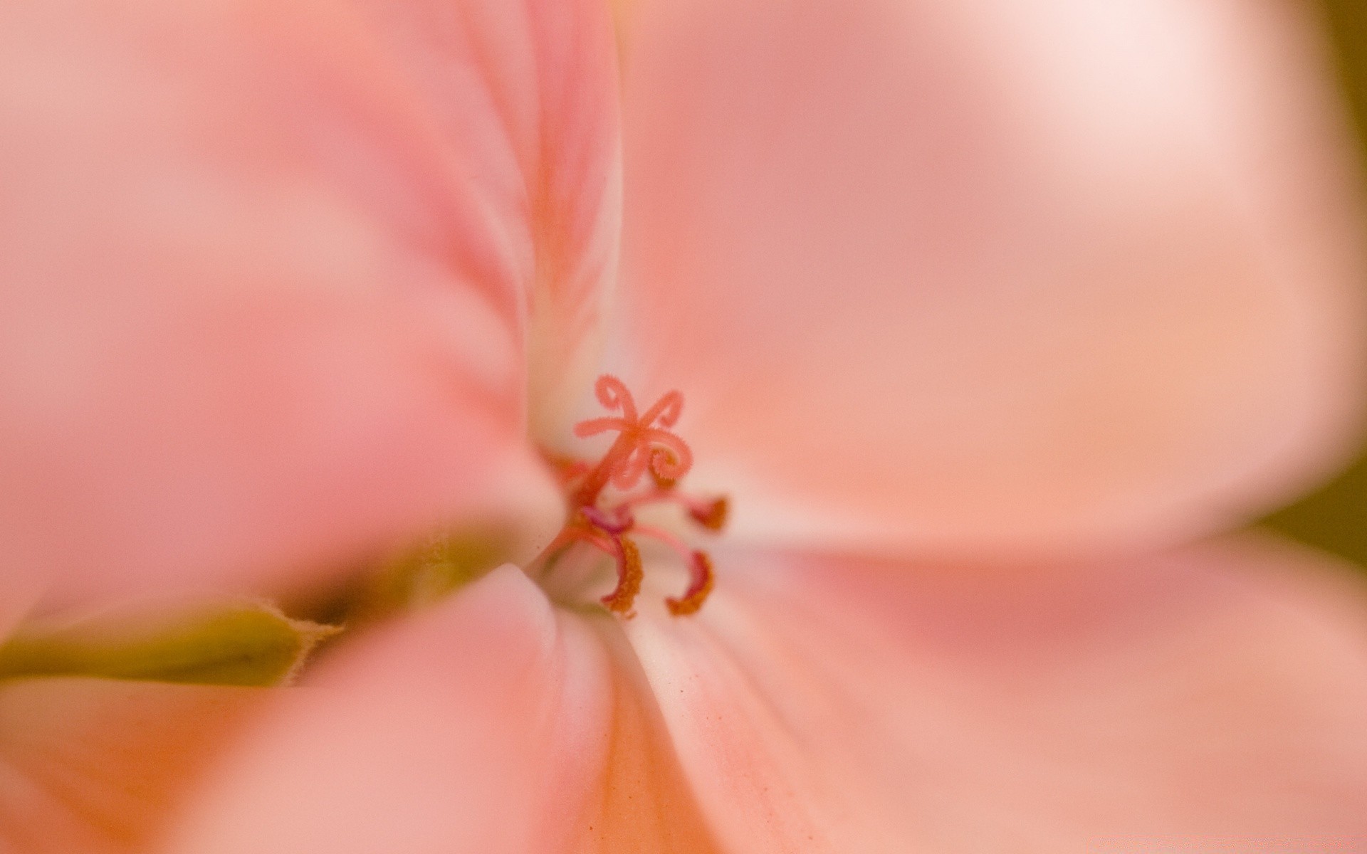 macro natureza flor flora verão folha brilhante jardim cor delicado borrão