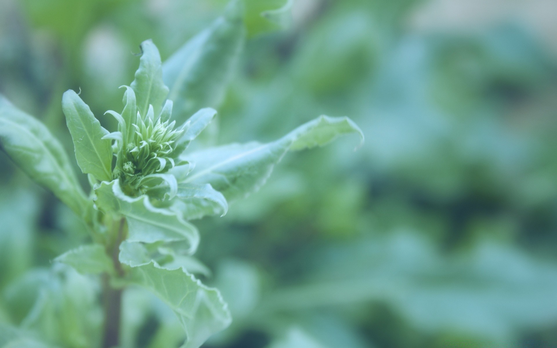 macro hoja flora naturaleza comida verdura crecimiento jardín primer plano hierbas frescura especias medicina a base de hierbas verano