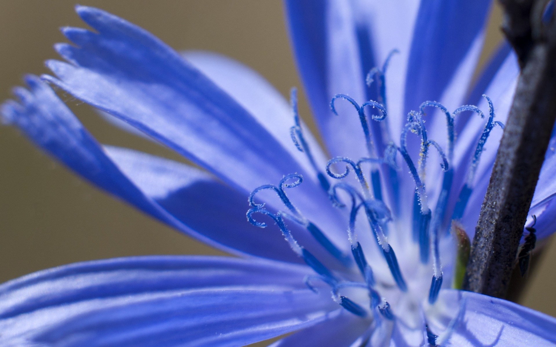 makroaufnahme blume natur sanft flora sommer unschärfe blatt blütenblatt im freien farbe hell garten nass