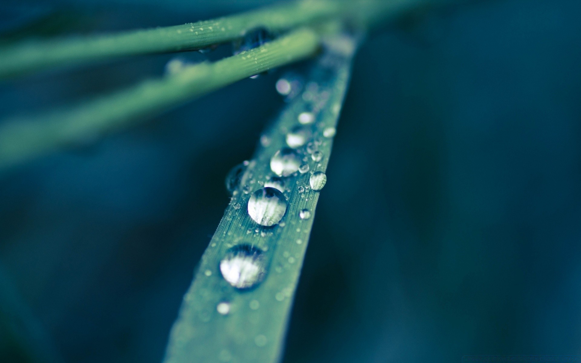 makroaufnahme regen tropfen tau wasser tropfen nass reflexion leuchten türkis dof flüssigkeit licht