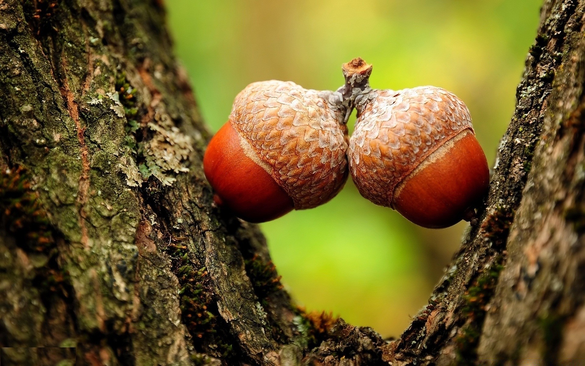 macro nature tree wood fall leaf food close-up garden fruit outdoors flora moss season fungus color desktop rain summer