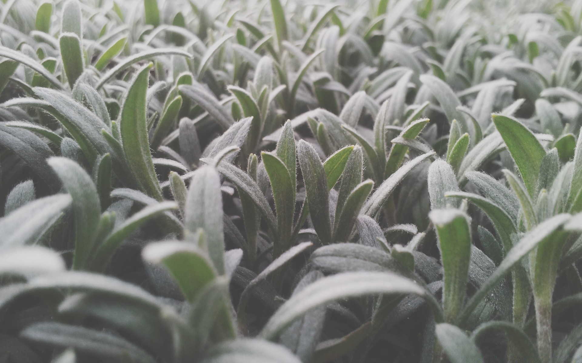 makroaufnahme flora natur blatt garten sukkulente essen schließen wachstum medizin desktop landwirtschaft kräuter kaktus bauernhof farbe gesund im freien kräuter