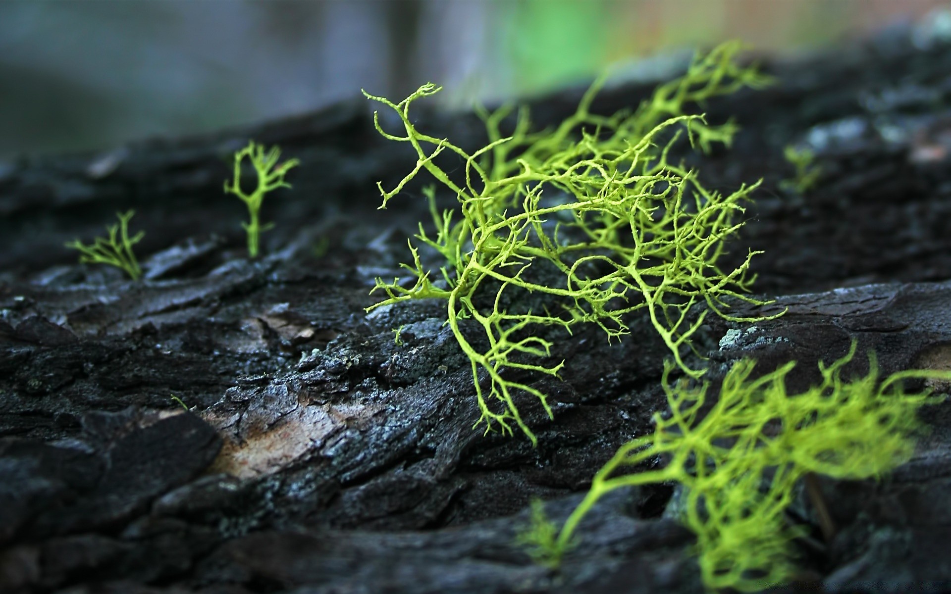 makro fotoğrafçılığı doğa yaprak flora açık havada büyüme yosun yakın çekim ortamlar yaz küçük ahşap masaüstü yemek bahçe toprak tazelik ıslak