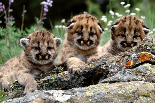 Tres cachorros de tigre, observando desde un lugar apartado