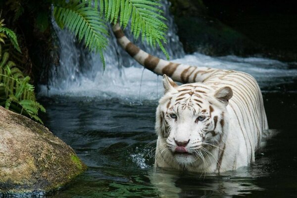 Der weiße Tiger kommt aus dem Wasser