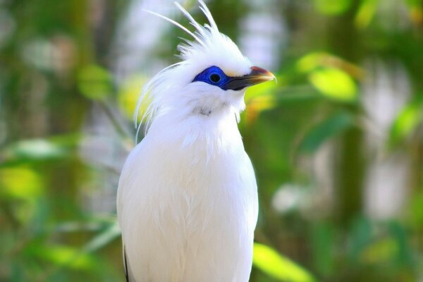 Parrot in the wild