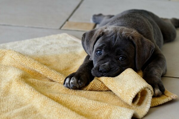 A black puppy is gnawing on a floor rag