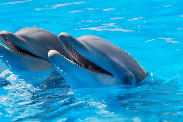 Two dolphins look out of the water