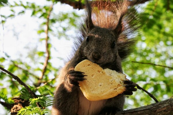 Squirrel with a cookie on the background of the forest