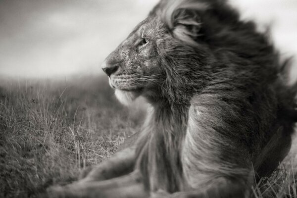 Paisaje en blanco y negro con un León