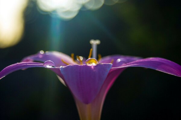 Photo of a flower with a blurred background