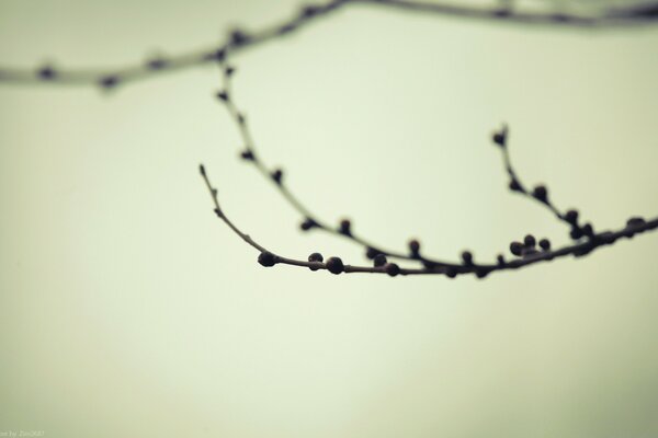 Macro photography branch with buds