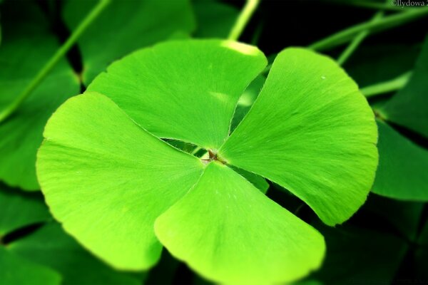 Flora of nature with a single leaf of clover