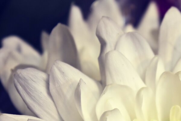 Macro fotografía del pétalo de la flor blanca