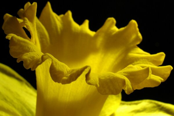 The middle of a yellow narcissus on a black background