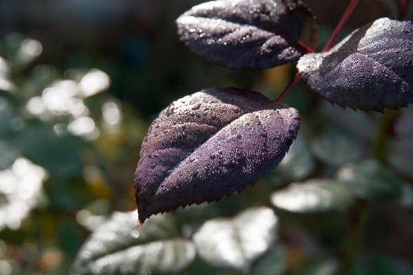 Crimson rose leaves on a blurry background