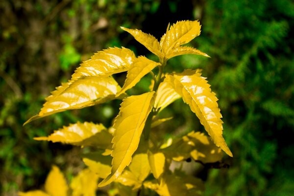 Yellow plant close-up of Dzerzhinsky