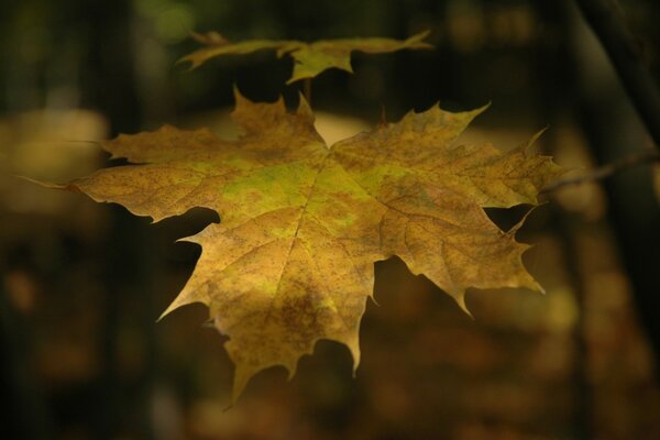 A dry maple leaf on a tree branch on a blurry background