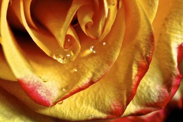 Rosa amarilla con borde rojo y gotas de agua