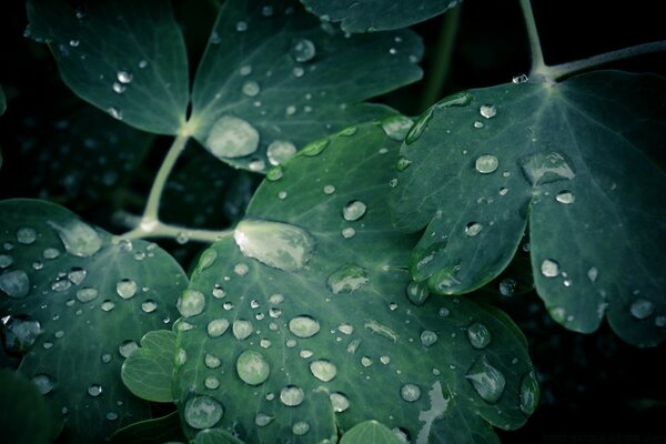 Leaves in the rain, vignette