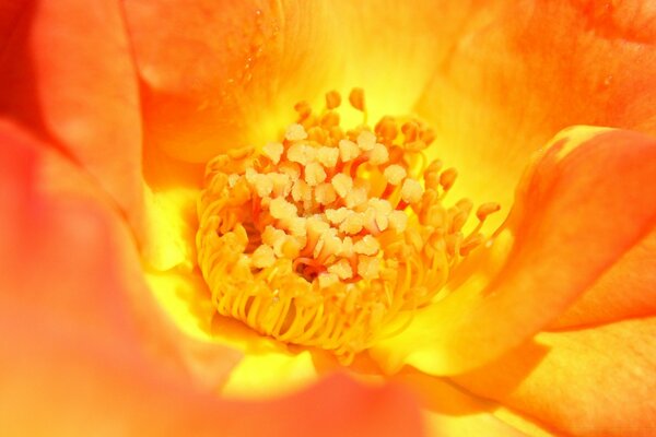 Flor amarelo-laranja com pistilos e estame com meio