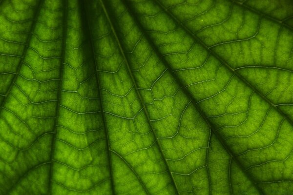 Green leaf of the plant macro photography