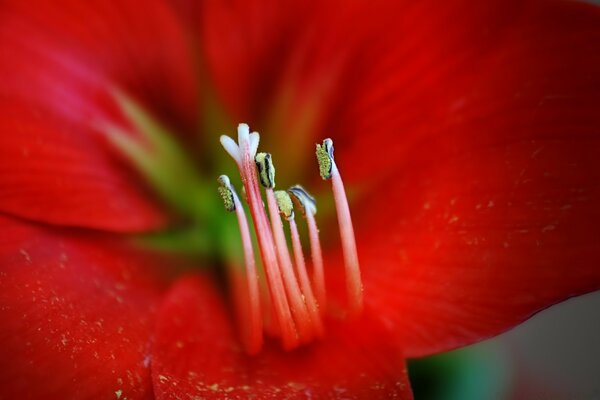 Rote Blume am Sommertag