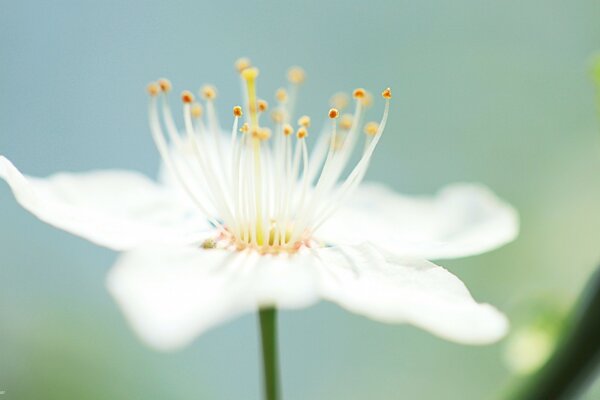 زهرة بيضاء على خلفية خضراء