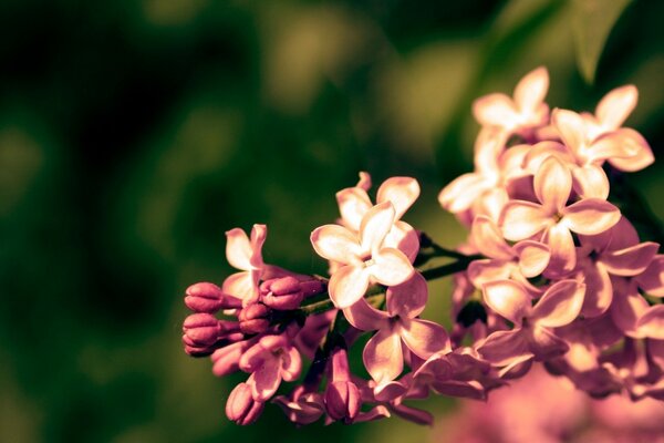 The blossoming buds of the summer garden