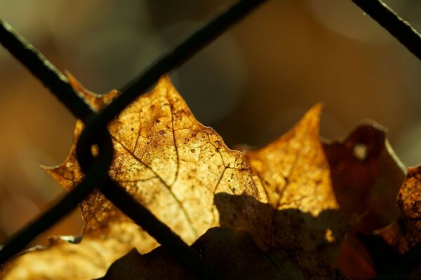 Behind the grid, a dry maple leaf illuminated by sunlight