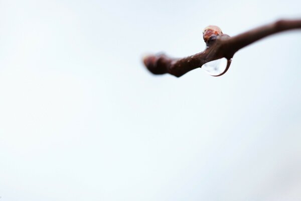 Macro de gouttelettes d eau sur une branche