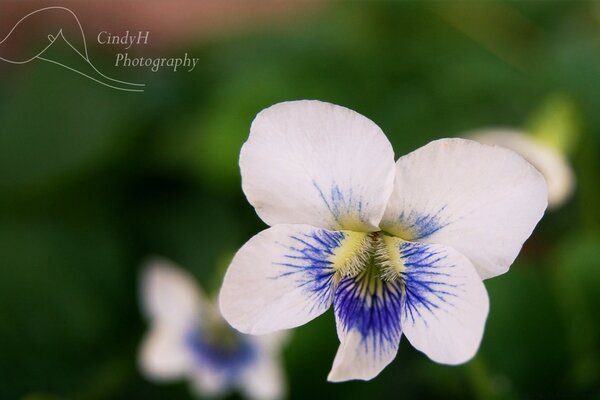 Macro photography of a beautiful white flower