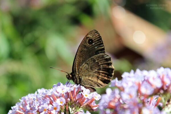 Gros plan d un papillon assis sur une fleur