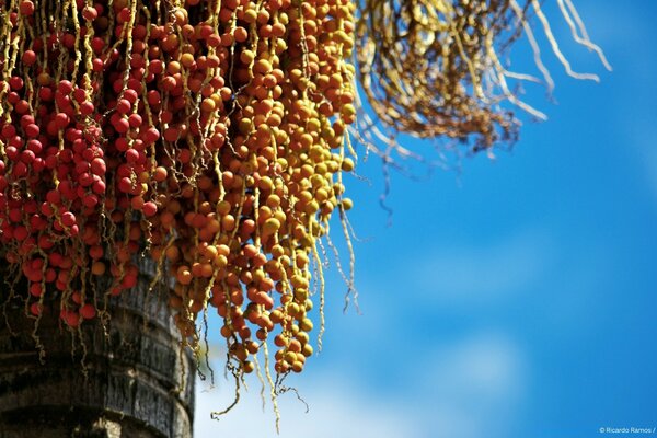 Fruits of fruits hanging in branches against the sky background