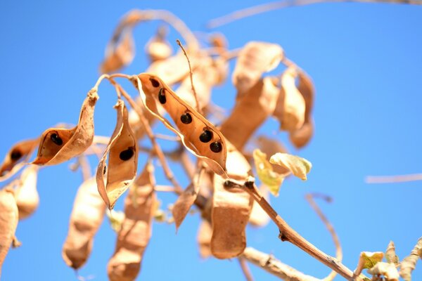 A dry plant against the sky