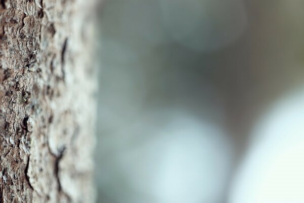 Macro photography of tree bark on a blurry background