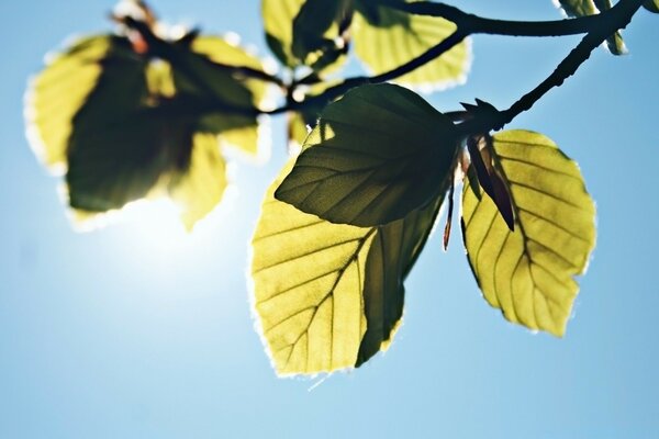 Branche verte sur fond de ciel bleu