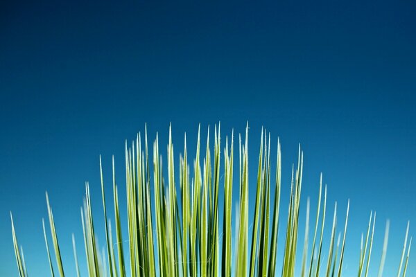 Grünes Gras auf blauem Himmel Hintergrund