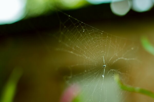 Macro photography spider insect nature dew