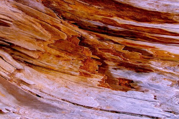 Macro de texture de bois brun