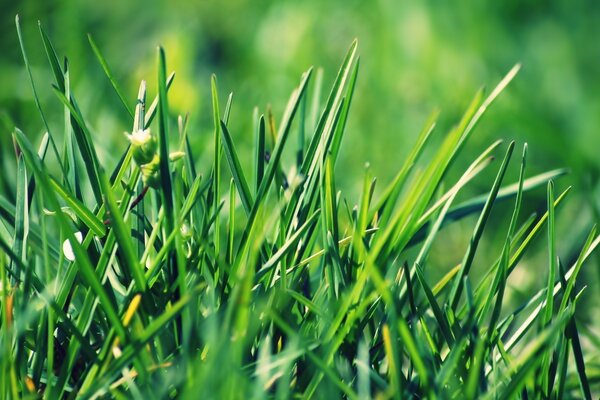 Fotografia Macro de um gramado verde em casa