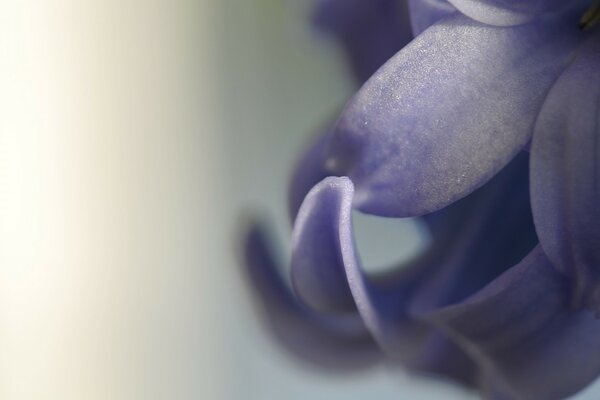 Fotografia Macro de pétalas de flores lilás