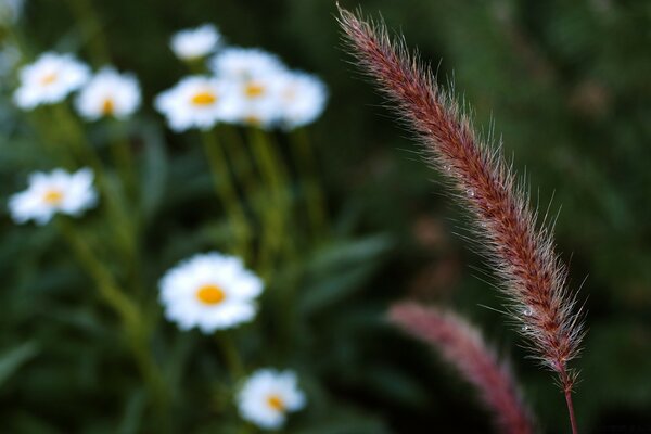 Spikelet on a background of white daisies