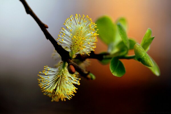 Nature in micrography. Yellow pollen