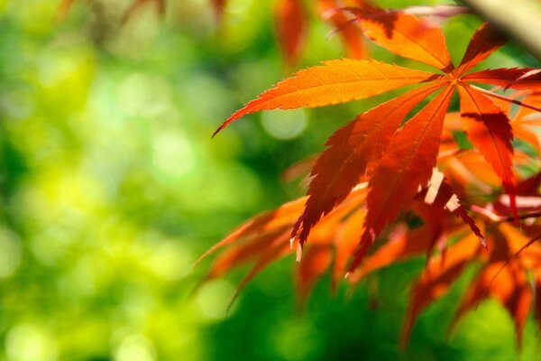 Feuille d automne. Automne rouge