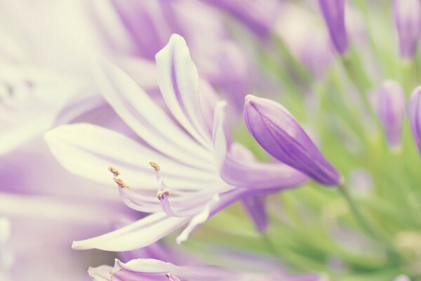 Macro d une fleur pourpre dans une clairière