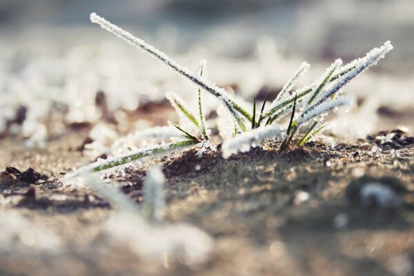 A green blade of grass on the ground in frost