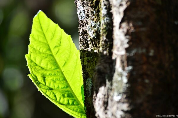 Fotografia Macro de uma folha jovem verde